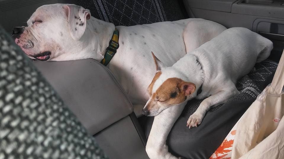 What's better, a car ride or a nap?!
ANSWER: a nap during a car ride!