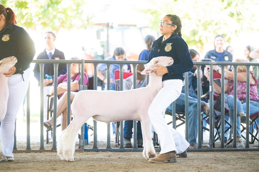 Congratulations to Jiselle Bradford of CVC FFA on your accomplishment of having the Champion FFA Speckle. Thank you for what you did. Lamb was sired by Palace (Home Grown Purebred Dorset Ram (Star Dust breeding).