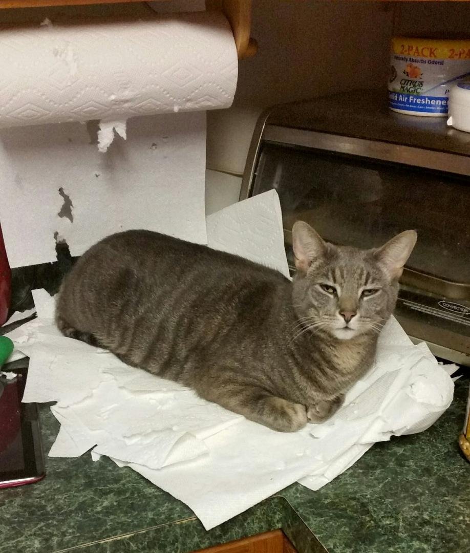 Bob's bed - he made it himself by piling up over a dozen layers of paper towels. Pretty good for not having thumbs!