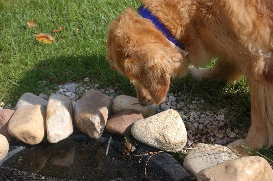 Moose, where's Froggie? Moose loves to stare at the frogs that perch near our pond. Or "water view" as the appraiser put it. Moose goes in today for a second operation to remove mysterious lumps and sores. Hopefully, they'r