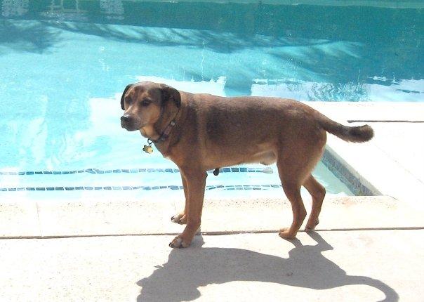 My canine boy, Toby