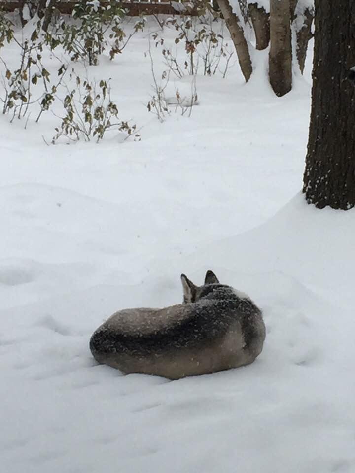 You would think this is a poor dog that’s been left out in the snow. Actually, it’s a dog that won’t come in because she likes lying out in the snow.
