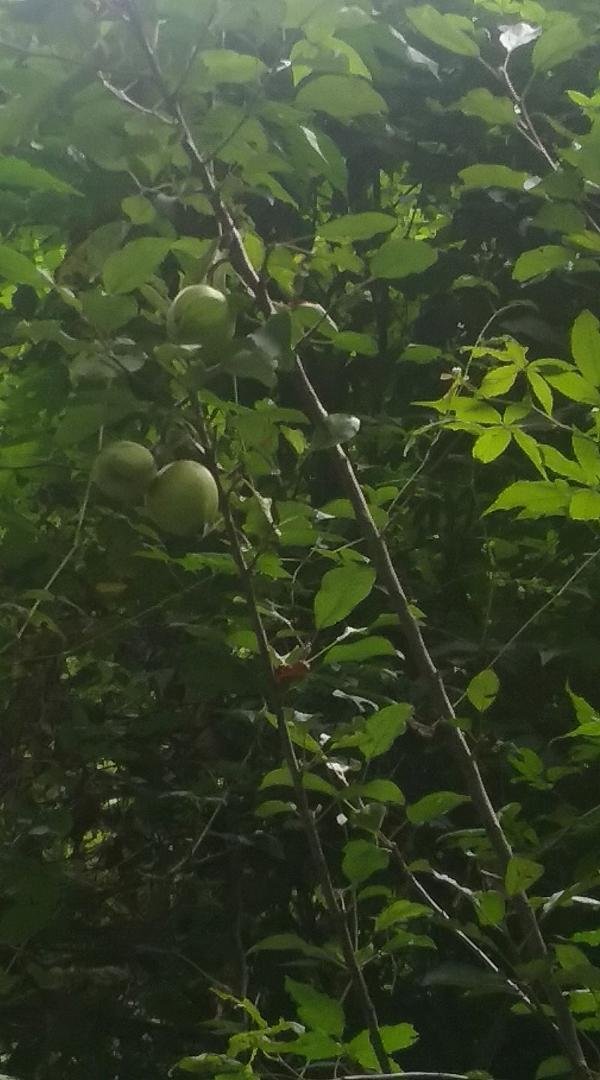 Donald M Bowling, apples on the apple tree at mt house.
