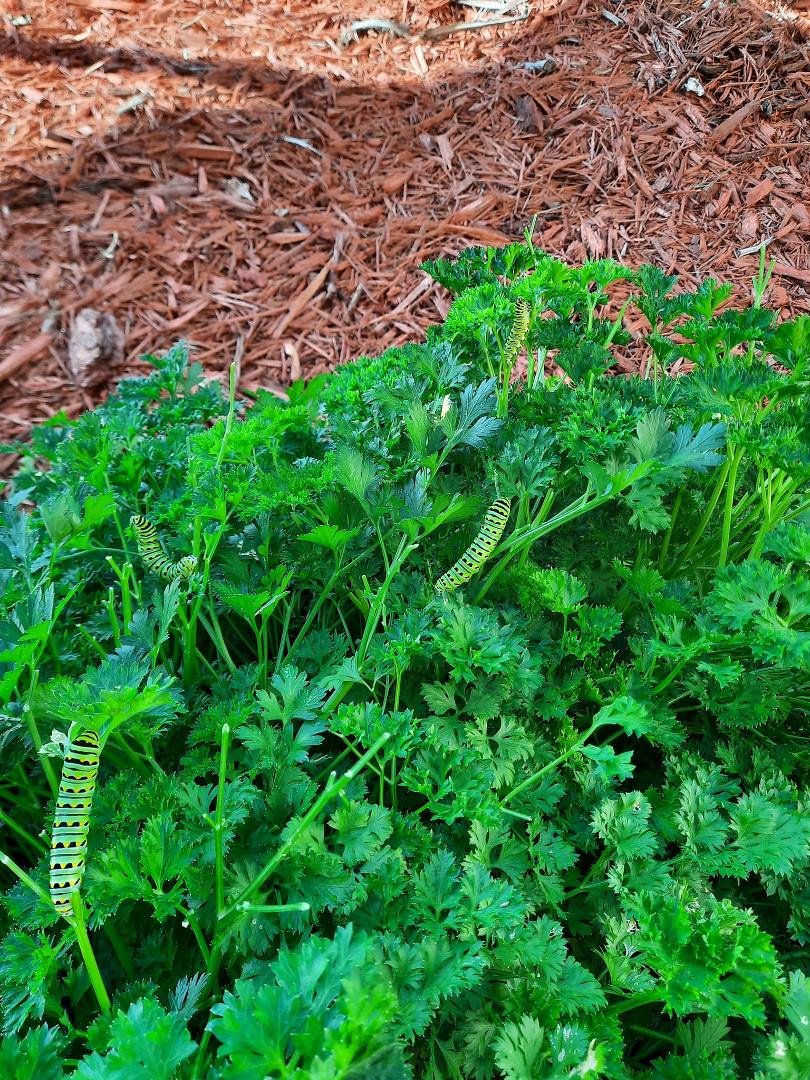 A swallowtail butterfly 🦋 found my parsley plant and left many eggs 🥚 that have hatched and are now caterpillars busily munching on my parsley and rapidly growing.
