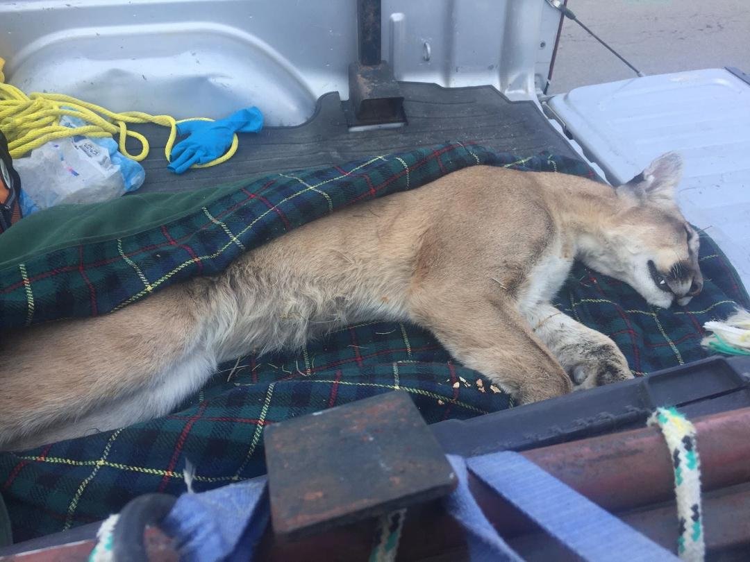 Big kitty cat caught on Rolando Way just a couple streets over from our house in Carson City!