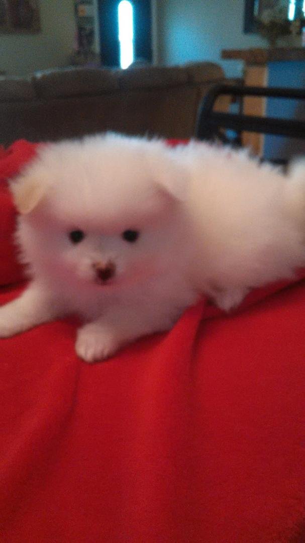 Cubbi Bear 6 weeks old