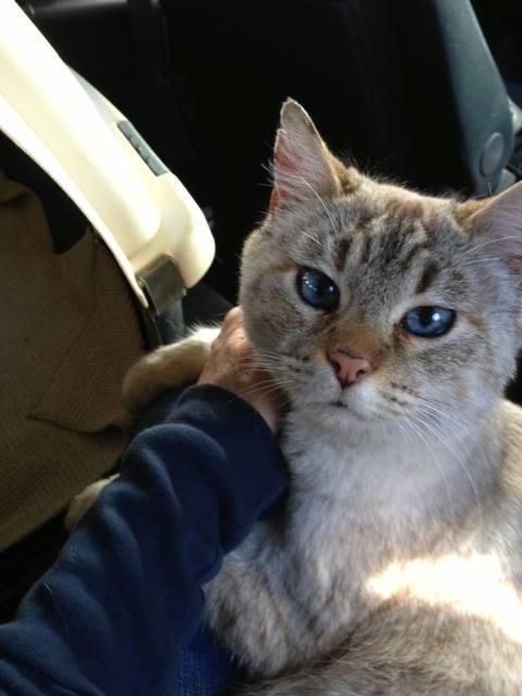 I'll miss this cat