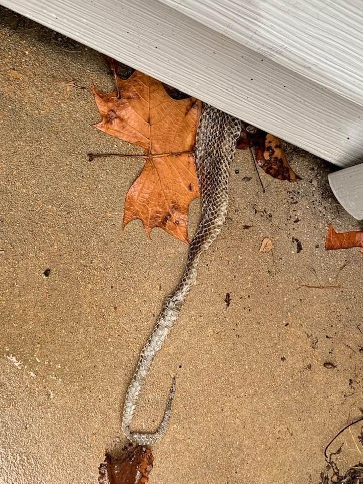 Does anyone know what kind of snake this shedding skin belongs to? The snake must be shedding it’s skin still because I tried pulling it out from below our bay window and met some resistance.