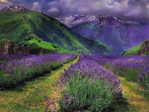 Purple Haze.......