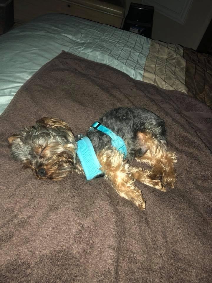 Tippy played very hard this evening. ❤️🐾