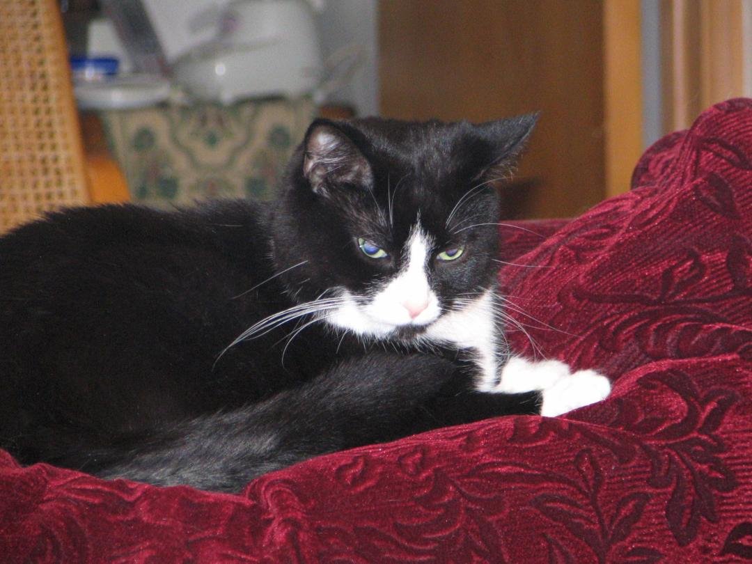 Our Tennessee Tuxedo Cat, Sammy (the Queen of Mean) 2 Feb 1999- 5 Jan 2016
.
