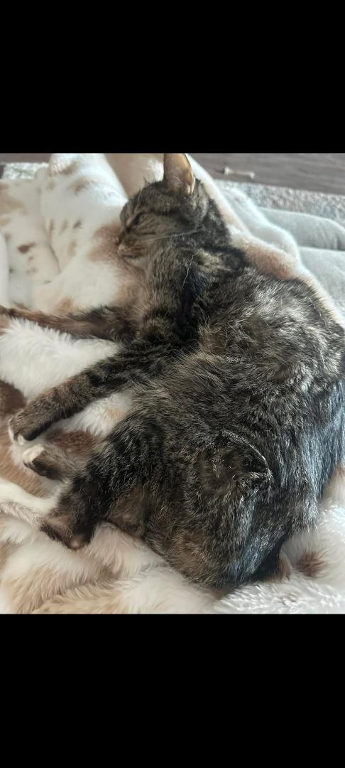 Our "Princess" took her last breath yesterday morning. She was 12 yrs old and was so lovable. I think Whiskey, Toby, Tabby miss her as well as Sam and I. She was a cuddler.
