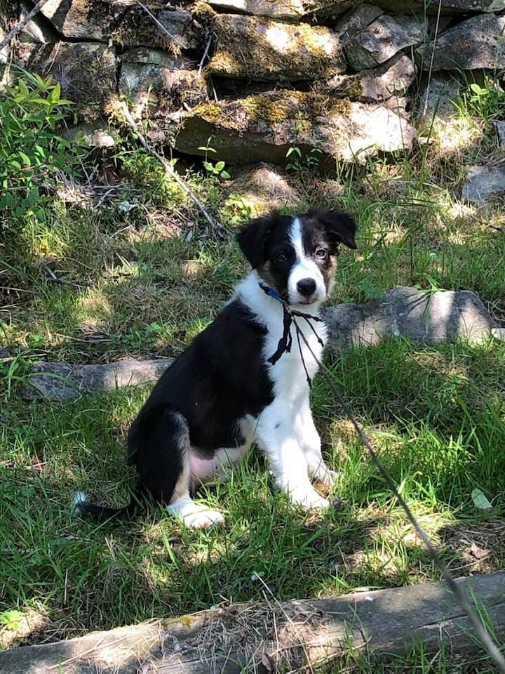 .....Finnigan’s first trip to Conover Cove, Wallace Island. He loved all of the unique ‘sniffs’......
#ProCamera
