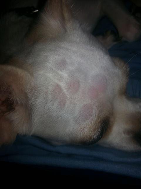 Does anyone know what I can do Lilo keeps getting these bumps. Benadryl worked for a while. Now it is not. And I been working non stop since I lost section eight and can not afford to go to the vets office.