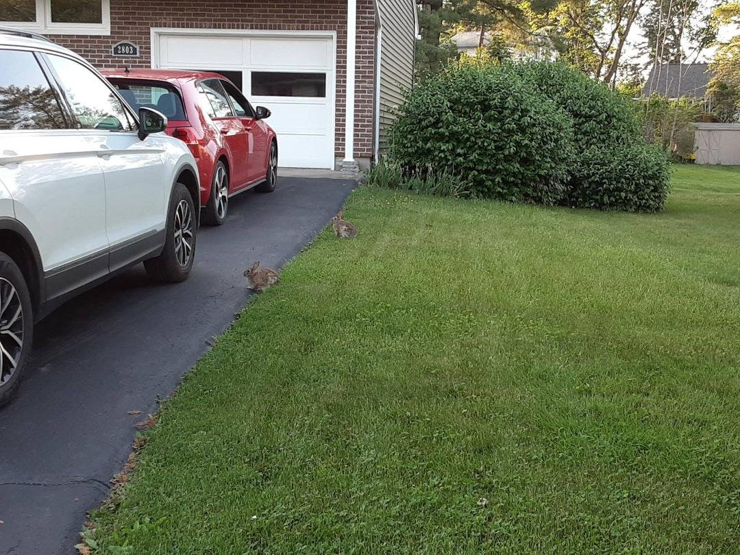 Volkswagen Rabbits
