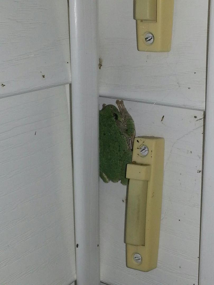 OK.. What kinda froggy is it???