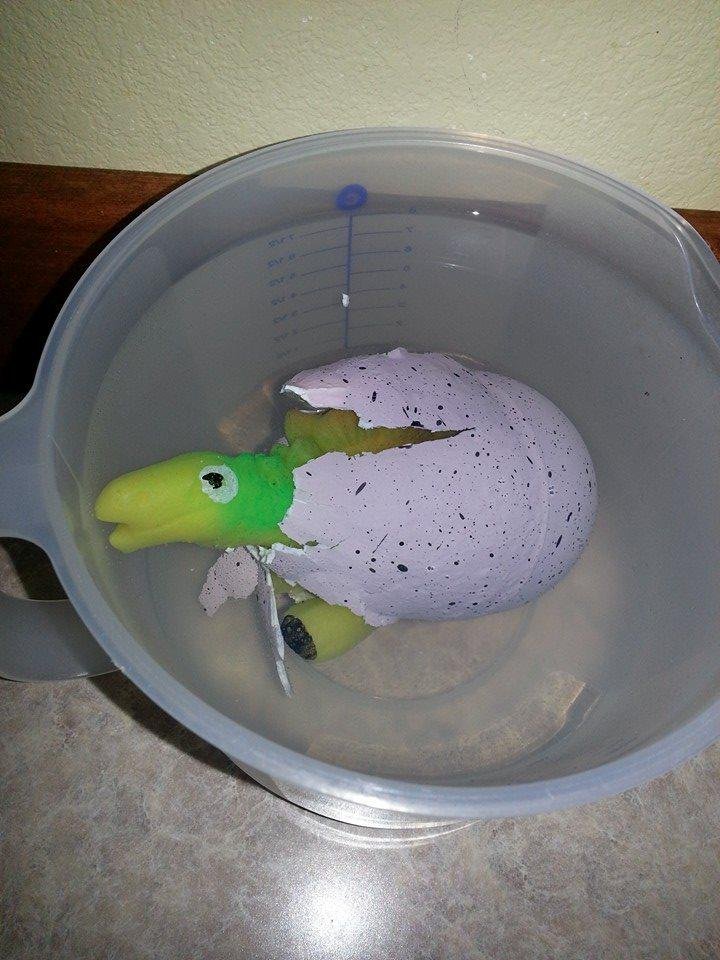 Day 3 it is about out of it's egg.Go Dino lol