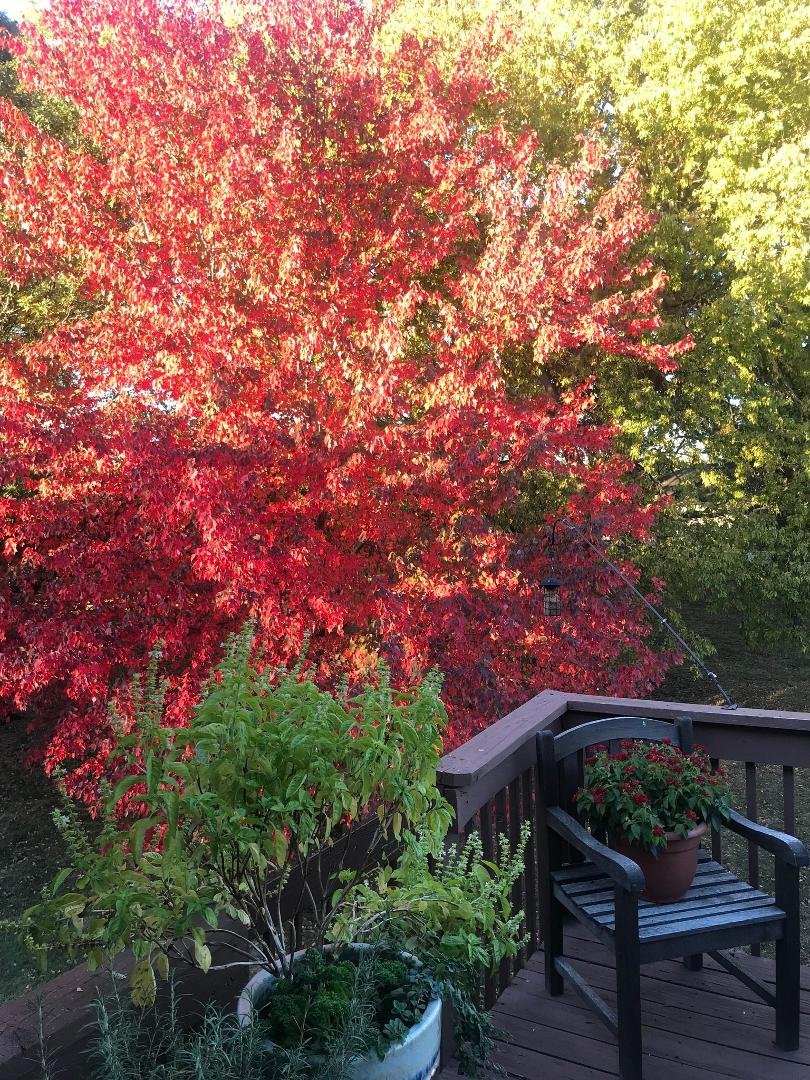 Happy Fall!!!