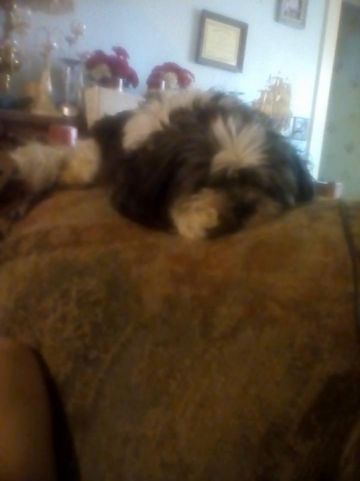 Here is a Chi Chi Shih Zu 8 Years old