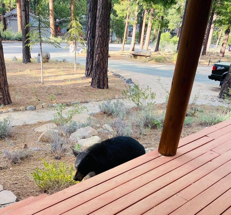 On his way to say, “hello”. I made a hasty retreat back inside. He then came up on the deck to check out the door. And then wandered off across the street. I think I heard him mumble Karen Long🤔