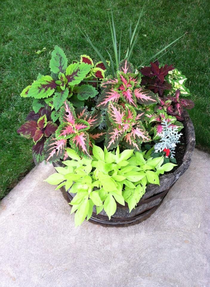 My coleus are starting to come into their own. Whadaya think Shelley Buehler Troy?