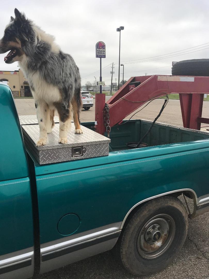 LOST dog on Hwy 44/Gates Road, Columbia, Mississippi  -- Australian Shepard, please call ED Stringer, 828-601-8309
Lost today 3-16-2020  ....check your surroundings in that area...his name is CHIP