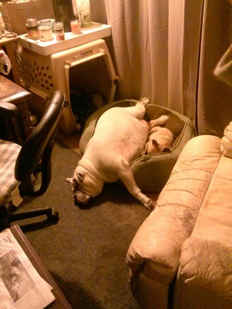 My big bulldog, Dixie and her best friend Sallie