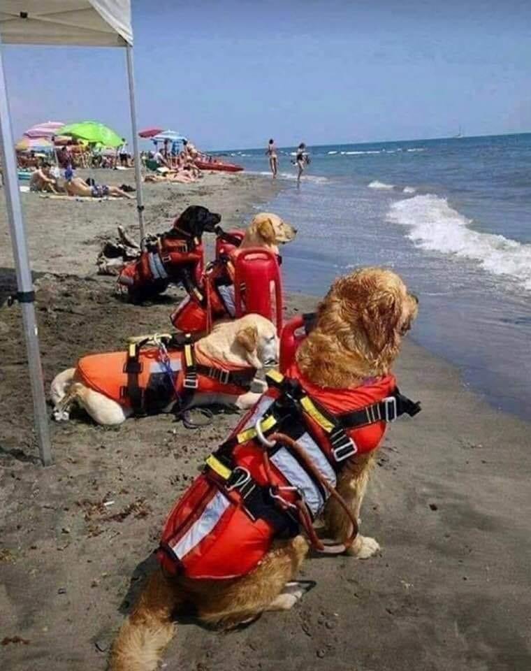 Seriously.......lifeguards on duty in Croatia.