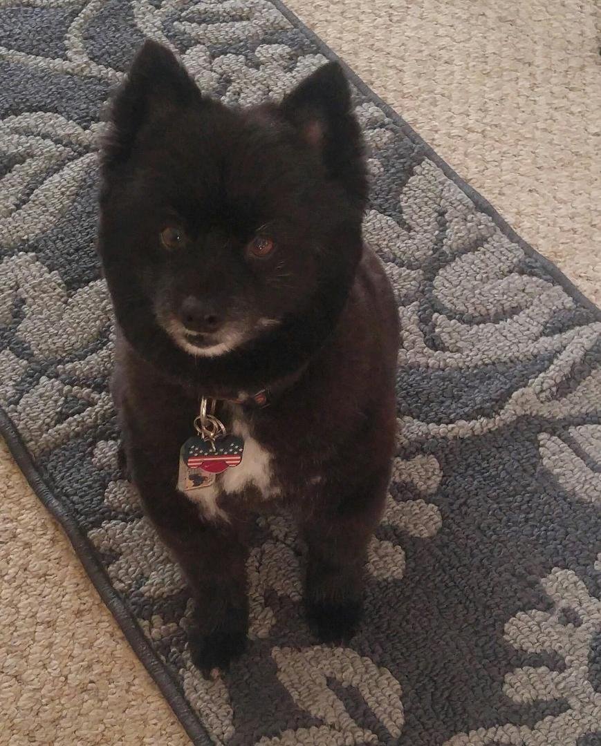 Captain Jack back from the groomers!