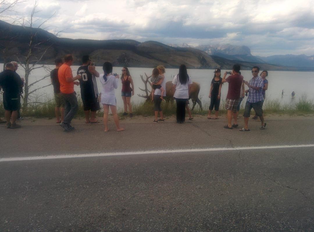 Just watched a Crime Stoppers clip on Global News Edmonton telling people to respect wildlife. I took this picture yesterday while driving home, a cluster of idiots crowding around a large bull Elk to get pictures. Someone 