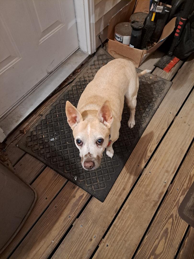 What your dog will look like after burying pizza crust under the porch when it's muddy.