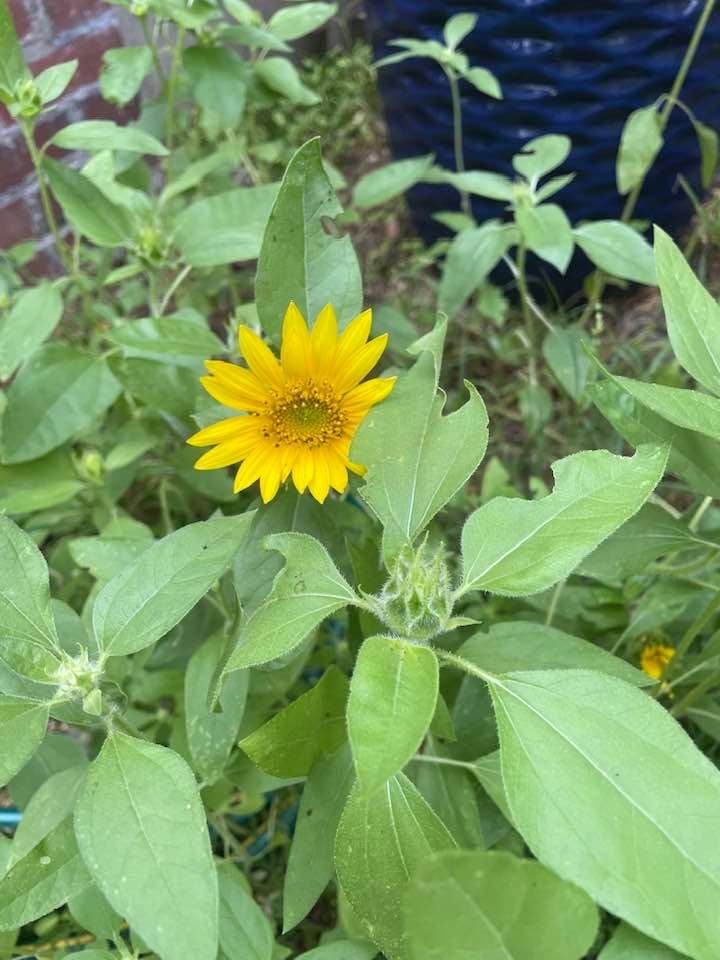 If you have bird feeders, you will grow sunflowers.