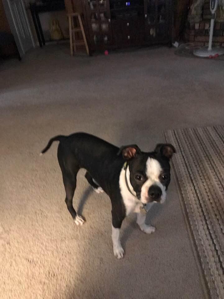 Guess I need to post my Tippy for Love your dog day. Although I love him but do not always like him