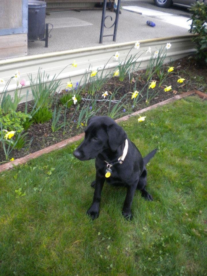 J DENISE GRAHAM's album, PORTER AFTER PUPPY BOOT CAMP