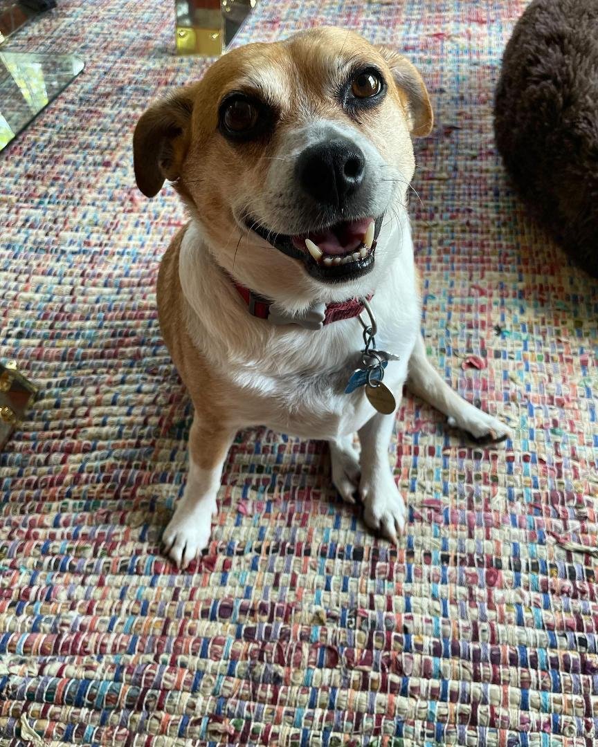 Happy Birthday Georgie. 8 people-years old today‼️❤️#lovemydog
