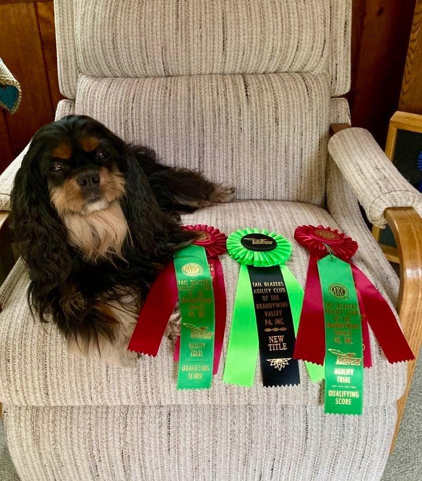 Nutmeg earned her Open Standard Title today at Premier Sports Center. She also earned another leg in Open Jumpers. One more to go and then on to Excellent JWW. She earned Second Place ribbons in both runs. Thank you, Sabine
