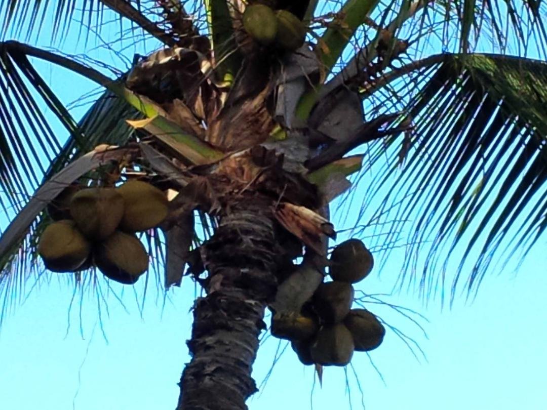 Coconut tree...