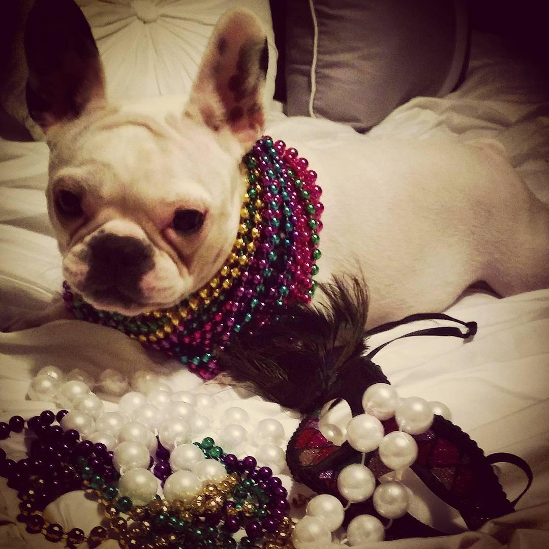 Are you ready for #fattuesday ? Happy #mardigras ! #showmeyourbeads #frenchiebaby #instafrenchie #frenchiebullie #frenchtonsofinstagram #luvabullies #afrenchieaday #thedailyfrenchie #thefrenchiepost #french_bulldogs #sqishf