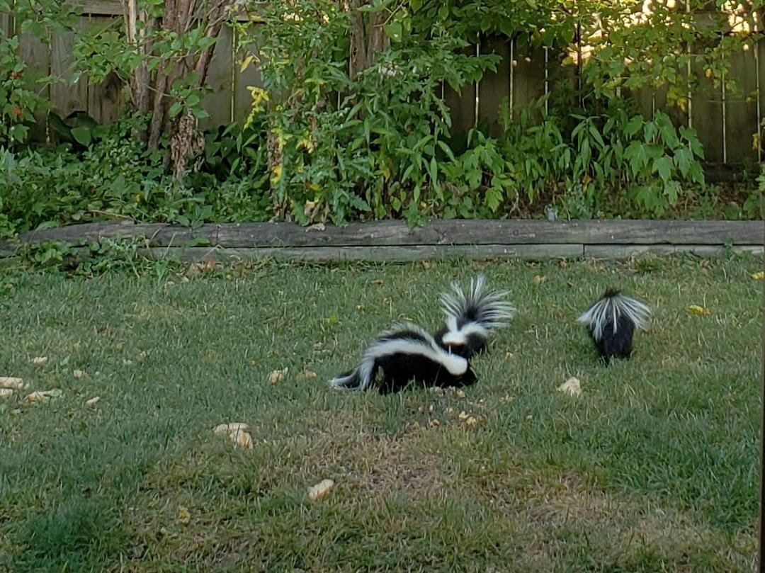 My little friends eating squirrel food