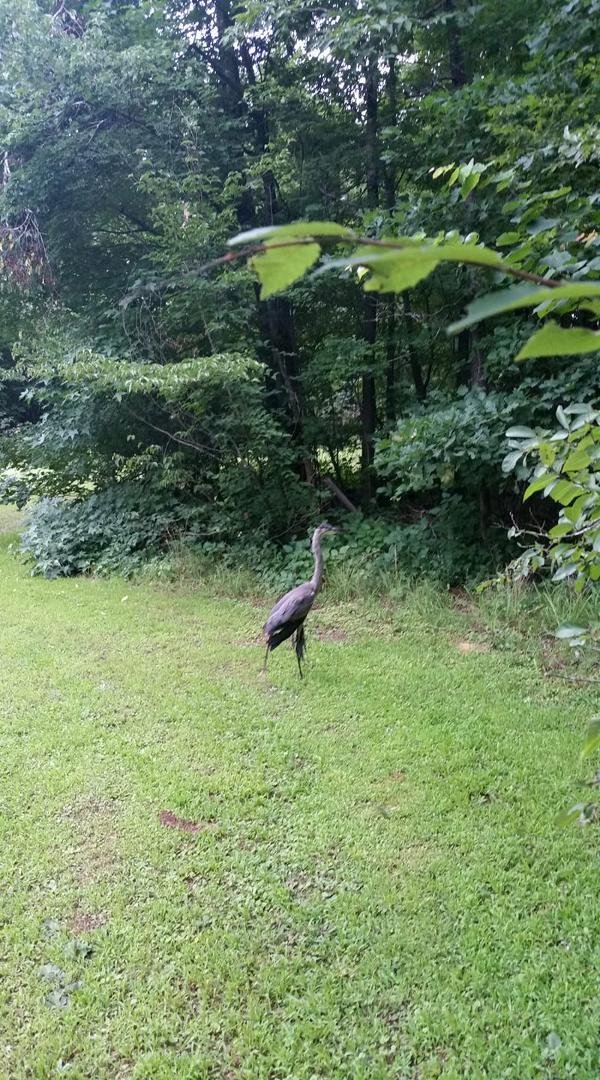 Thanks to CMPD Animal/Fowl control. 2 hours later, this blue heron with a broken wing is off to the ?bird hospital, ?fowl ER, ?fair feathered farm for injured avian types...anyhow, he/she is in good hands I think.