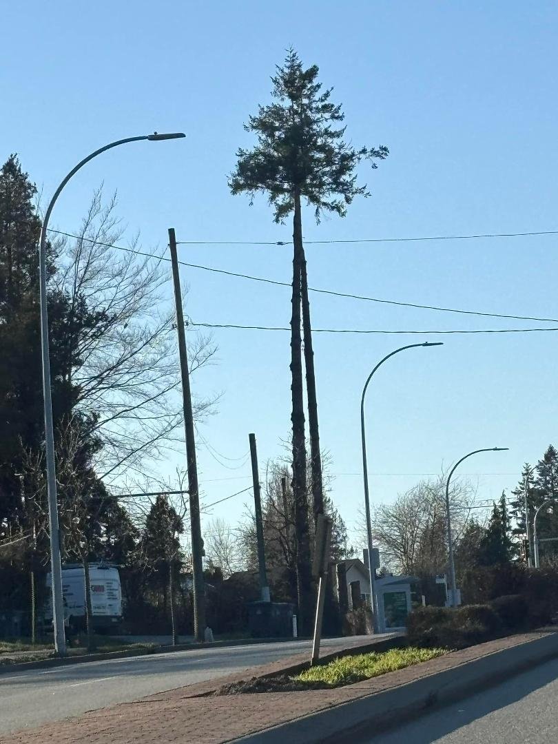 It’s a palm tree!
No, it’s a limbed up tree in Surrey. #skytrain #notpretty