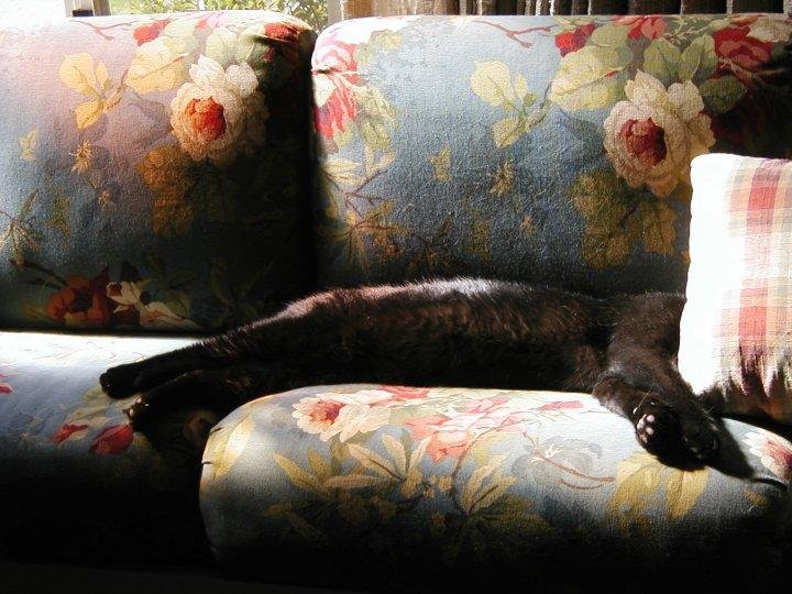 Still, one of the funniest photos I've taken of my baby Musti sleeping. He also like to pitch the cushions off of the upstairs couch and make a tent and get underneath it.