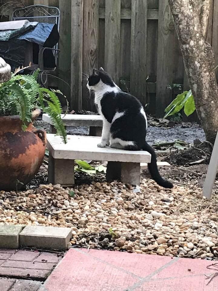 This solo male sits while his six female relatives sleep throughout the backyard.