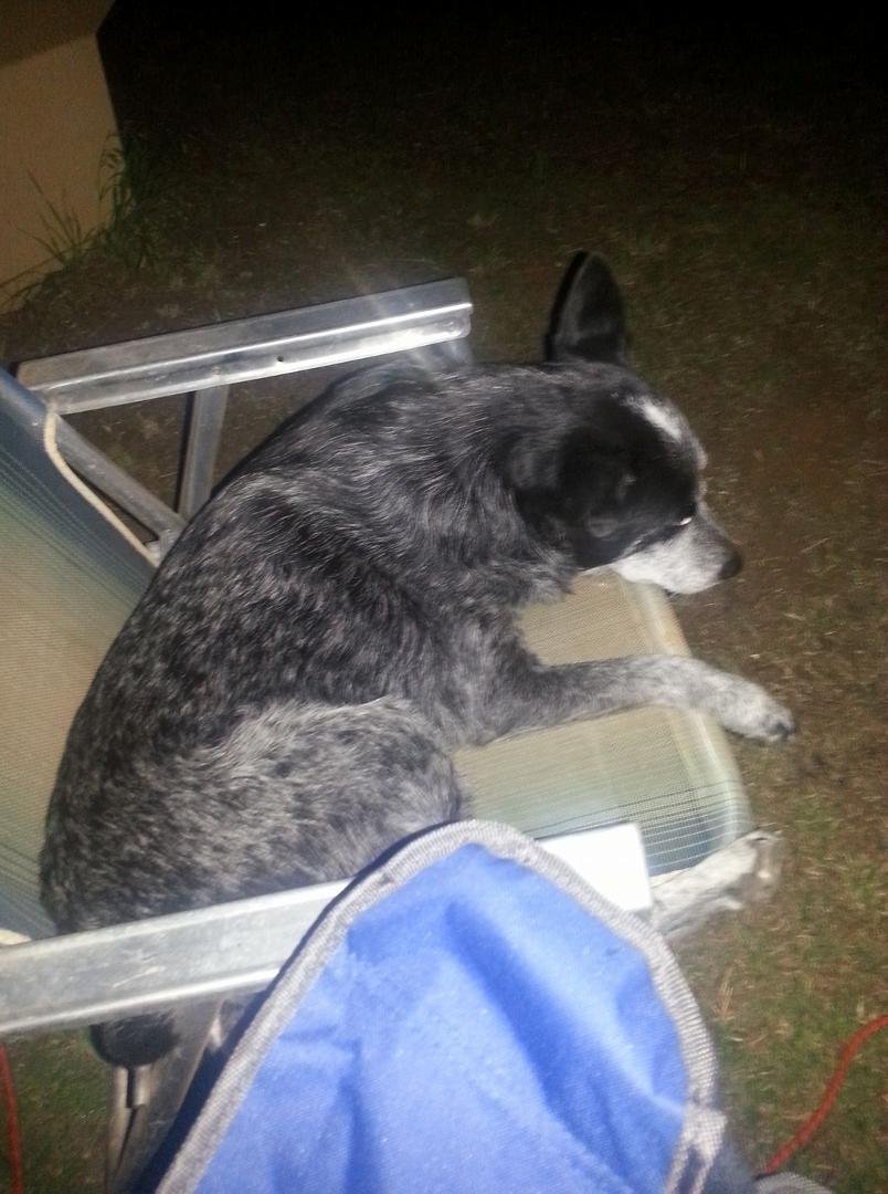 My Cattledog, DUDE, laying, by my last Fire pit the other Nite !!! No ,,, he is not real SPOILED !!!