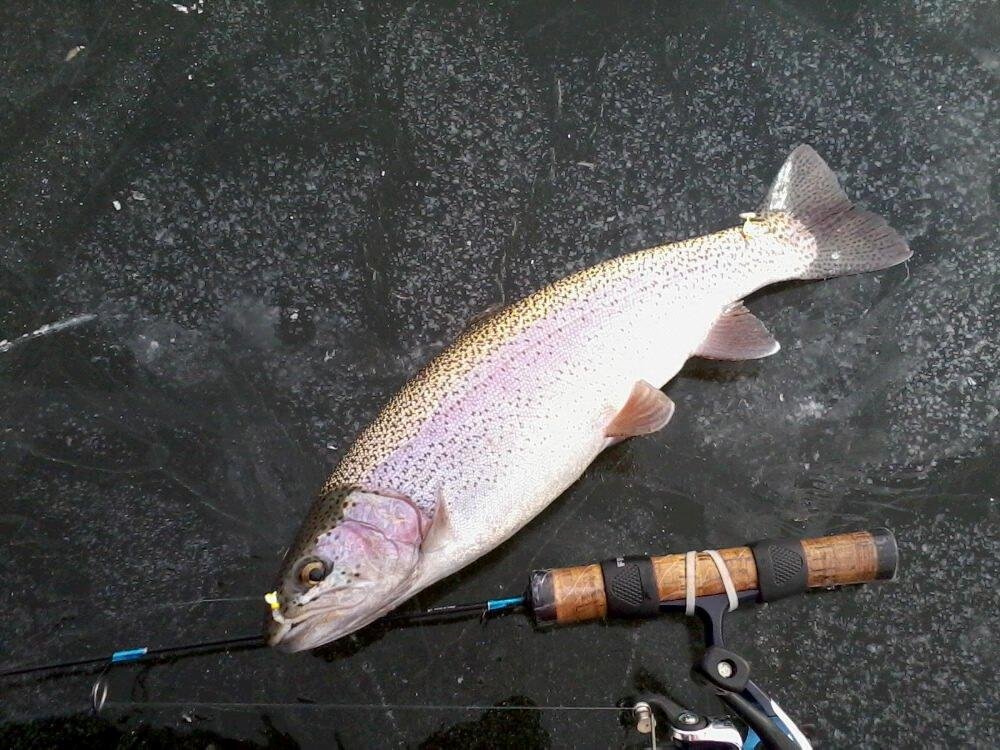 trout 1/11/11