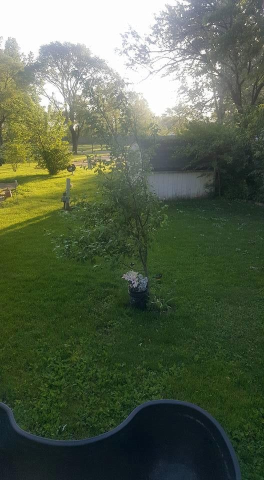 Memorial tree