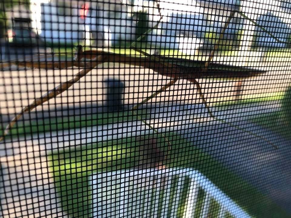 Look what I found on my screen door this morning