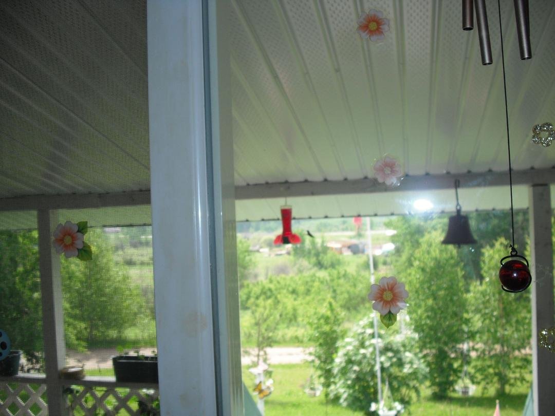 Humming Bird