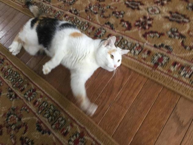 We have adopted a third kitty - Cupcake is a 5-7 year old Calico! She is a very sweet, non-aggressive kitty. Here is the Petfinger photo. Now the process of introduction to the other 2 cats begins!