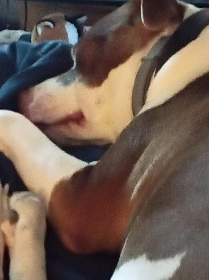Jazz is out. Mom's bed is the best!